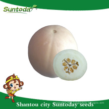 Suntoday Easy picking White rind with white soft flesh Asian vegetable hybrid F1 Organic melon seeds japanese(18012)